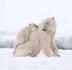 Polar Bear Mother and Cub Printed Cotton 3D 4-Piece Bedding Sets/ Duvet Covers
